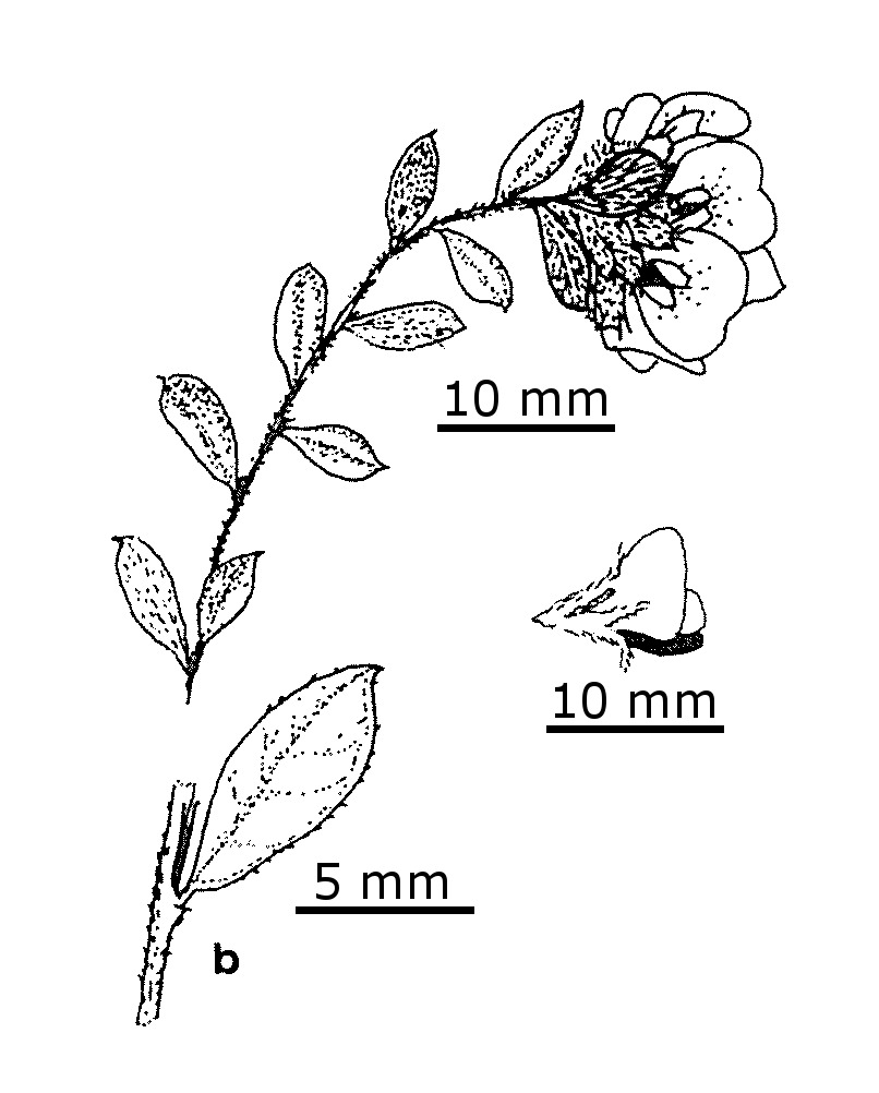 Pultenaea capitellata (hero image)