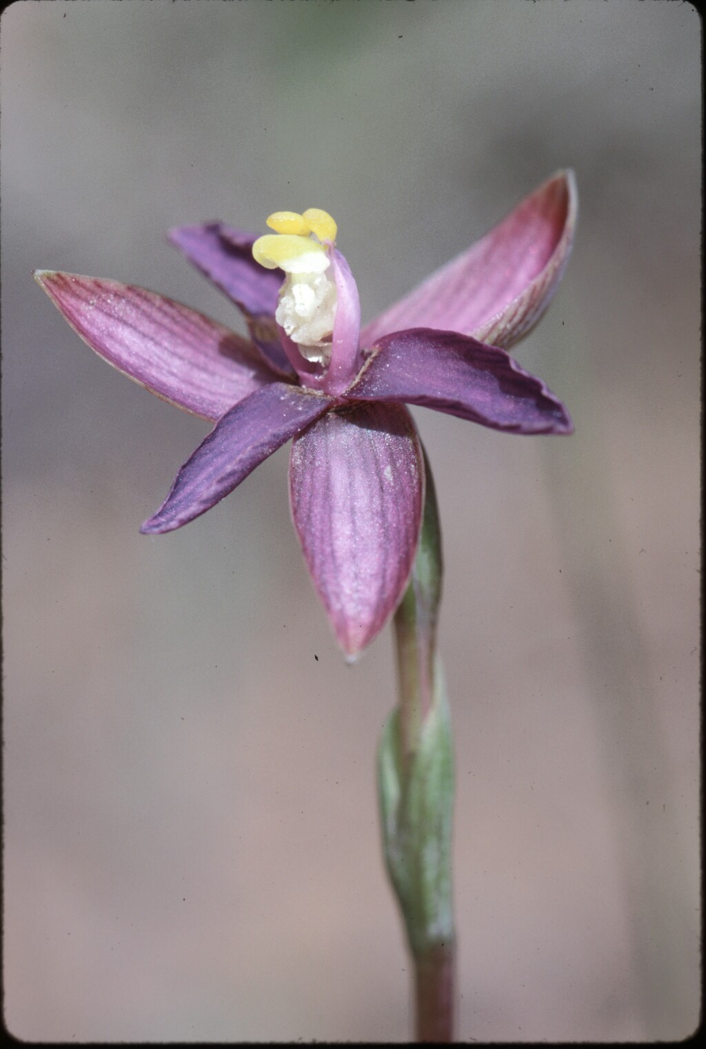 Thelymitra matthewsii (hero image)