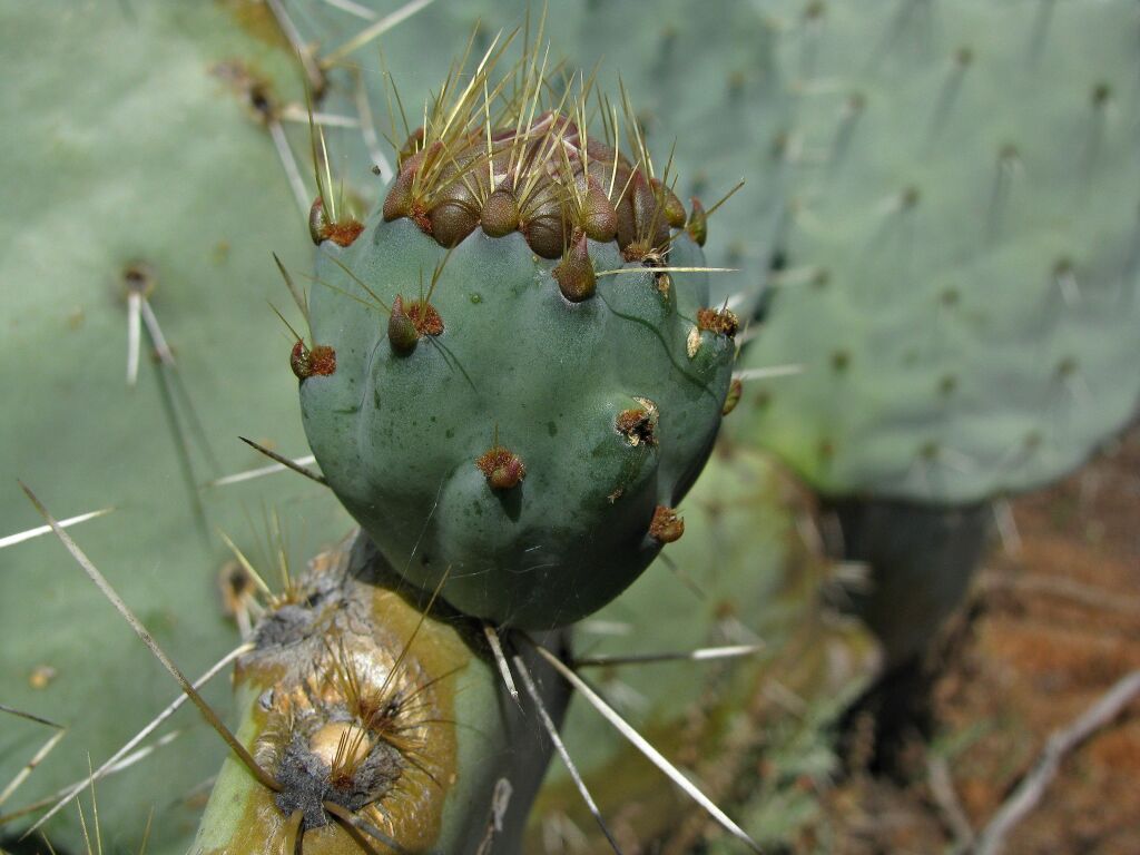 Opuntia robusta (hero image)