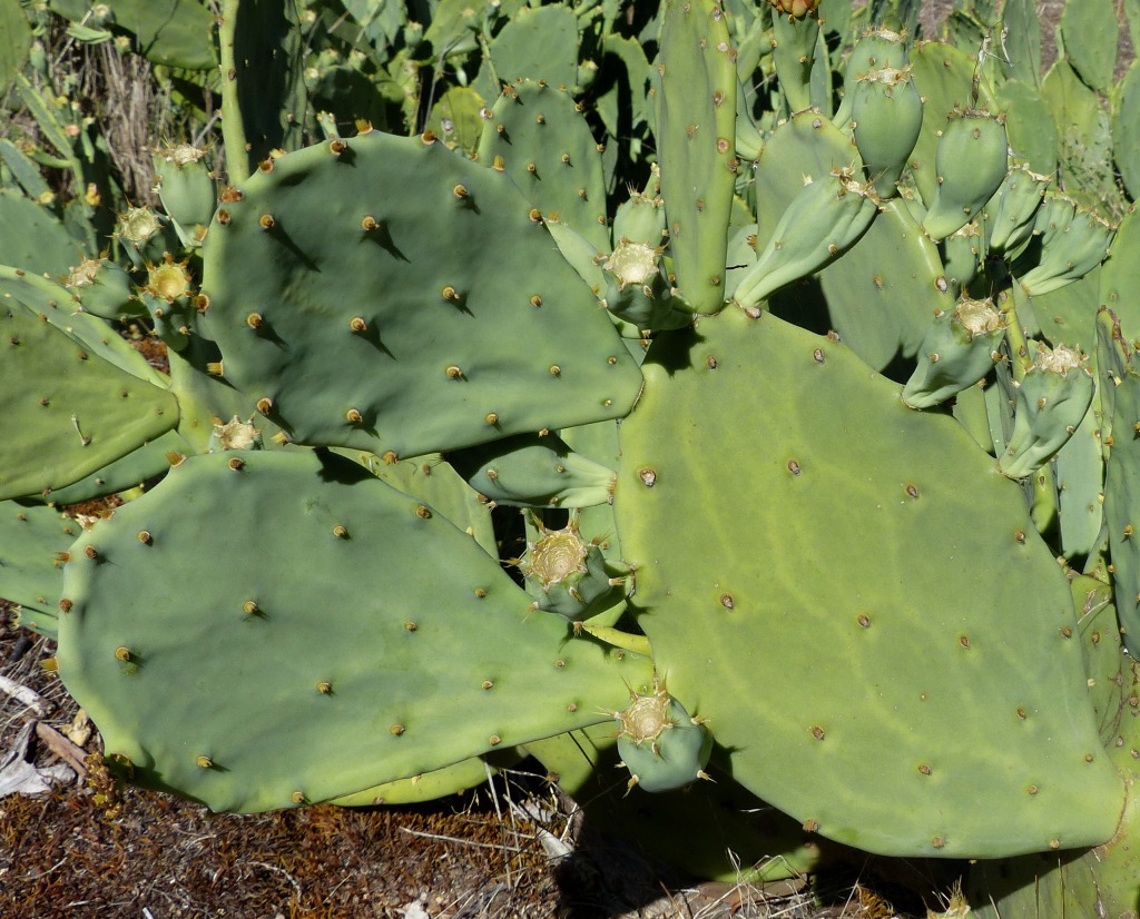 Opuntia stricta (hero image)