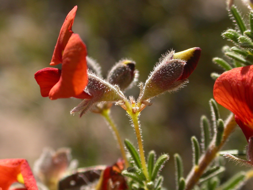 Dillwynia hispida (hero image)