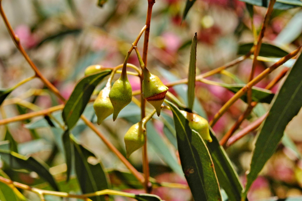 Eucalyptus leucoxylon subsp. leucoxylon (hero image)