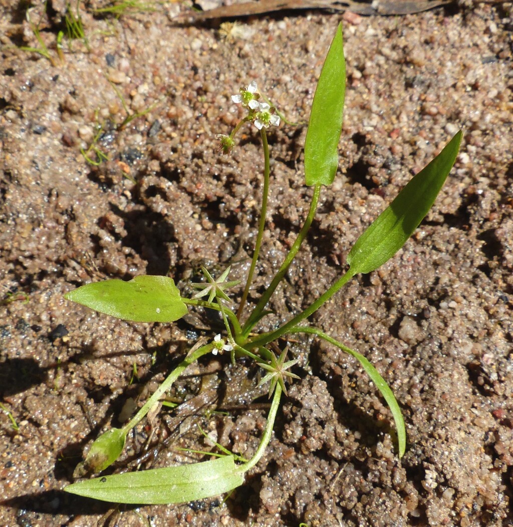 Alismataceae (hero image)