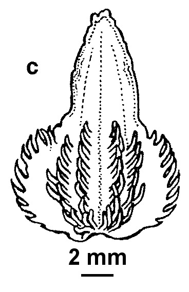 Caladenia xanthochila (hero image)