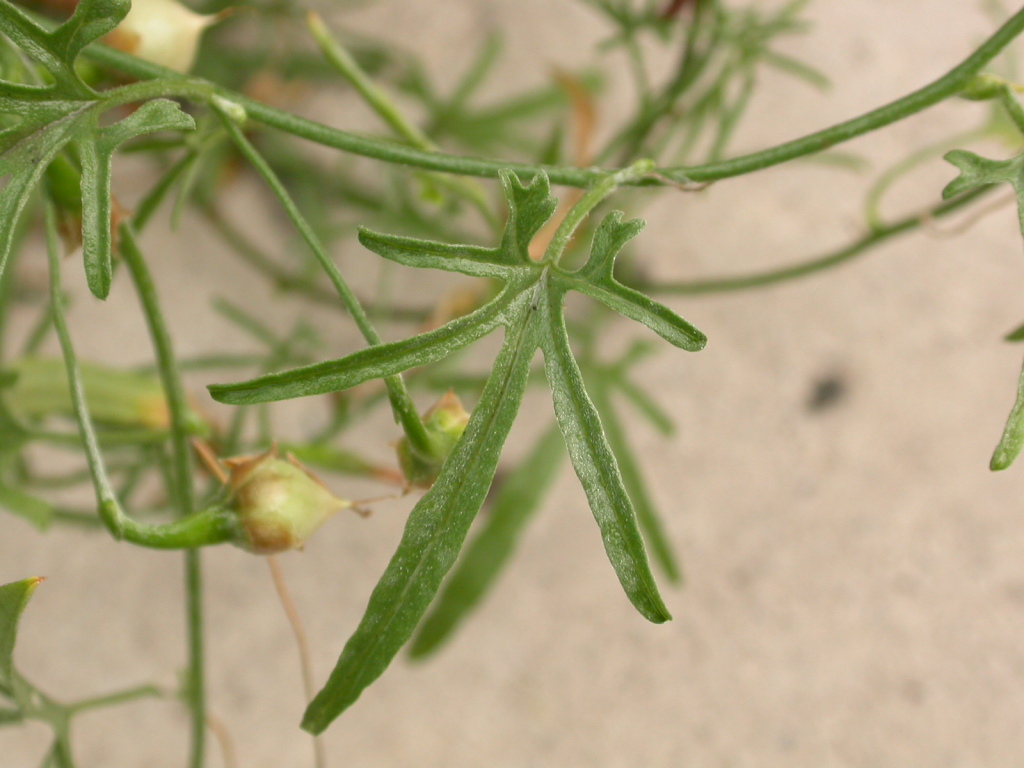 Convolvulus wimmerensis (hero image)