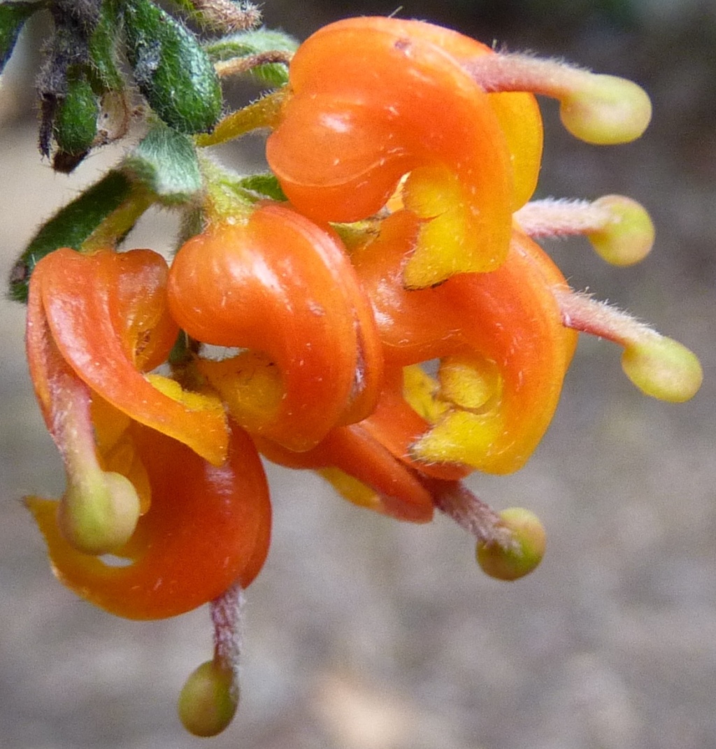 Grevillea alpina (hero image)