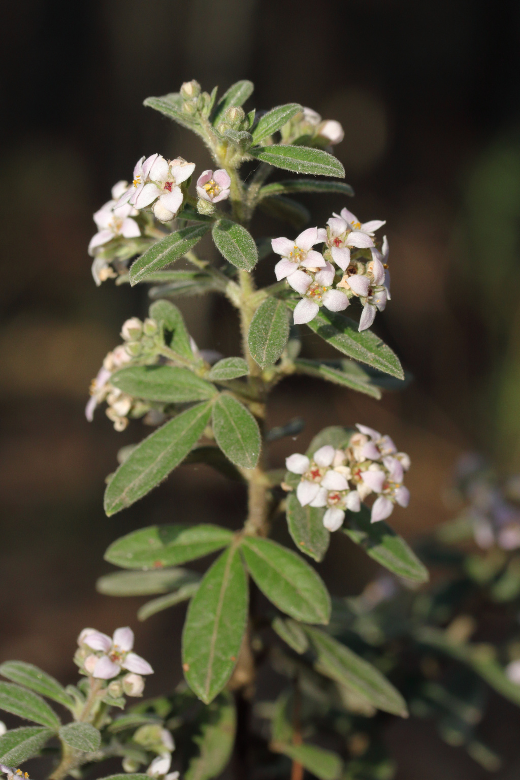 Zieria cytisoides (hero image)