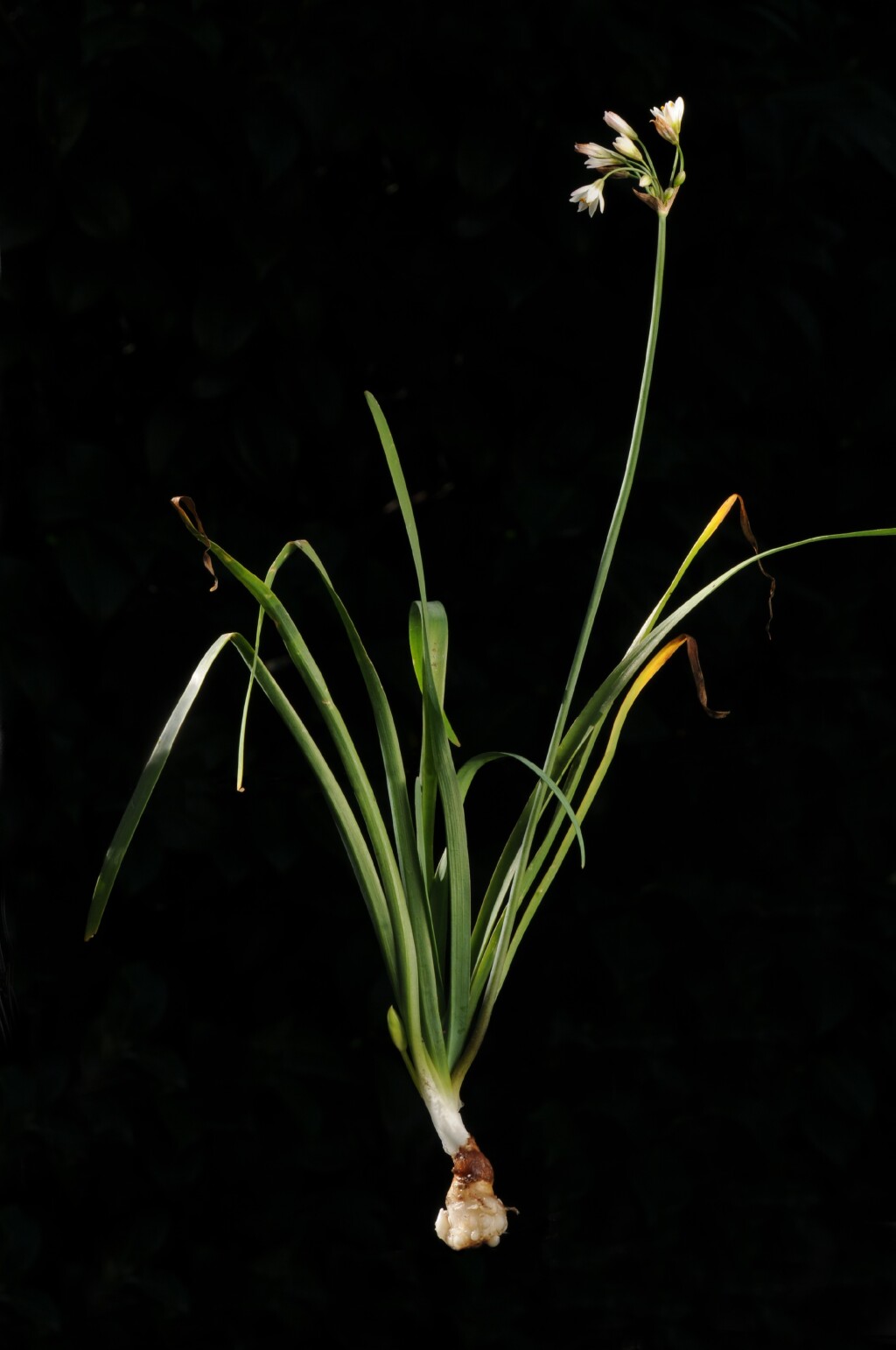 Nothoscordum borbonicum (hero image)
