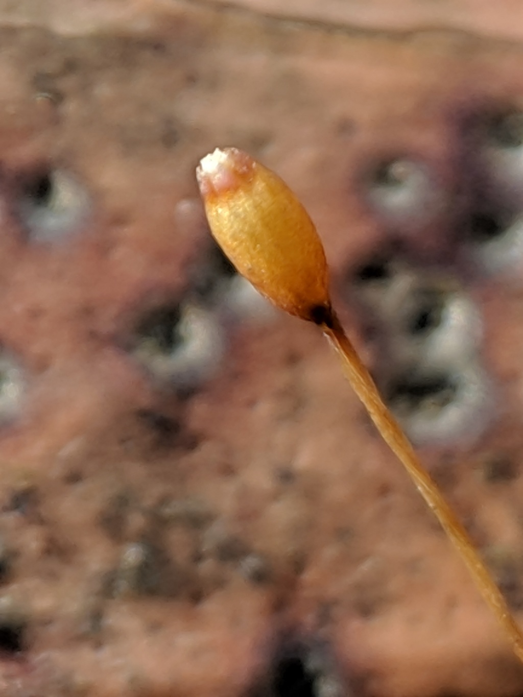 Macromitrium microstomum (hero image)