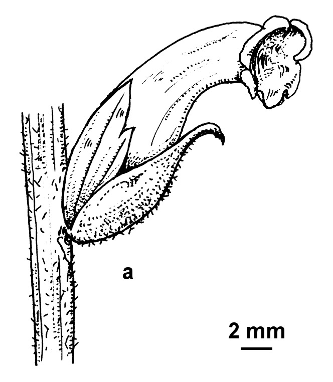 Orobanche cernua var. australiana (hero image)