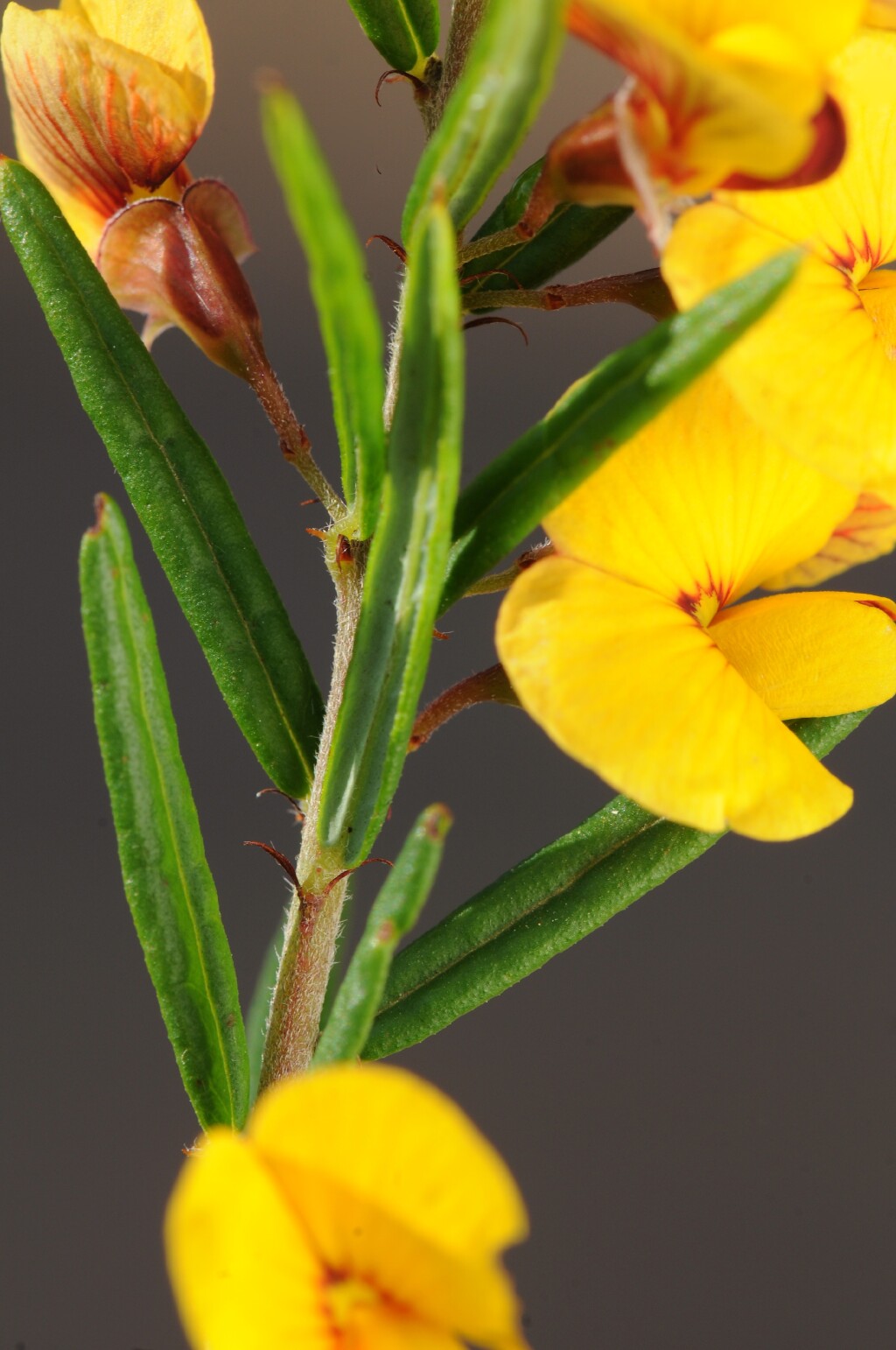 Bossiaea rosmarinifolia (hero image)