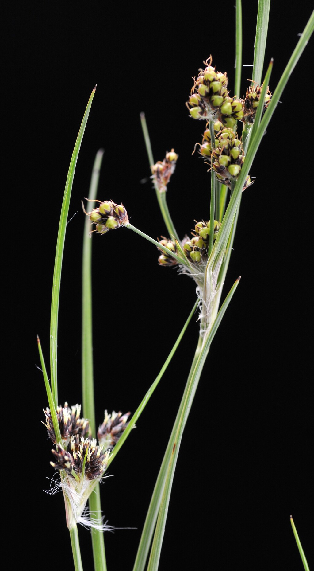 Luzula acutifolia subsp. acutifolia (hero image)