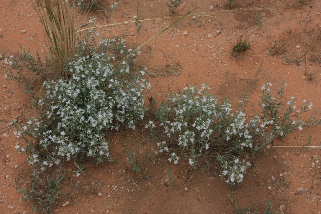 Teucrium albicaule (hero image)