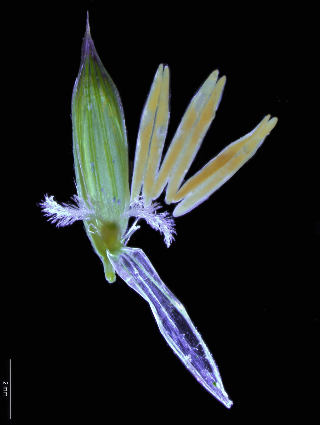 Arrhenatherum elatius (hero image)
