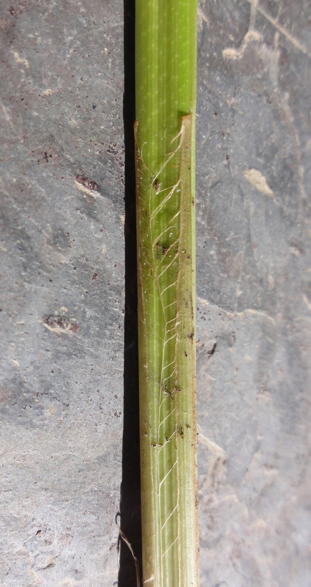 Carex riparia (hero image)