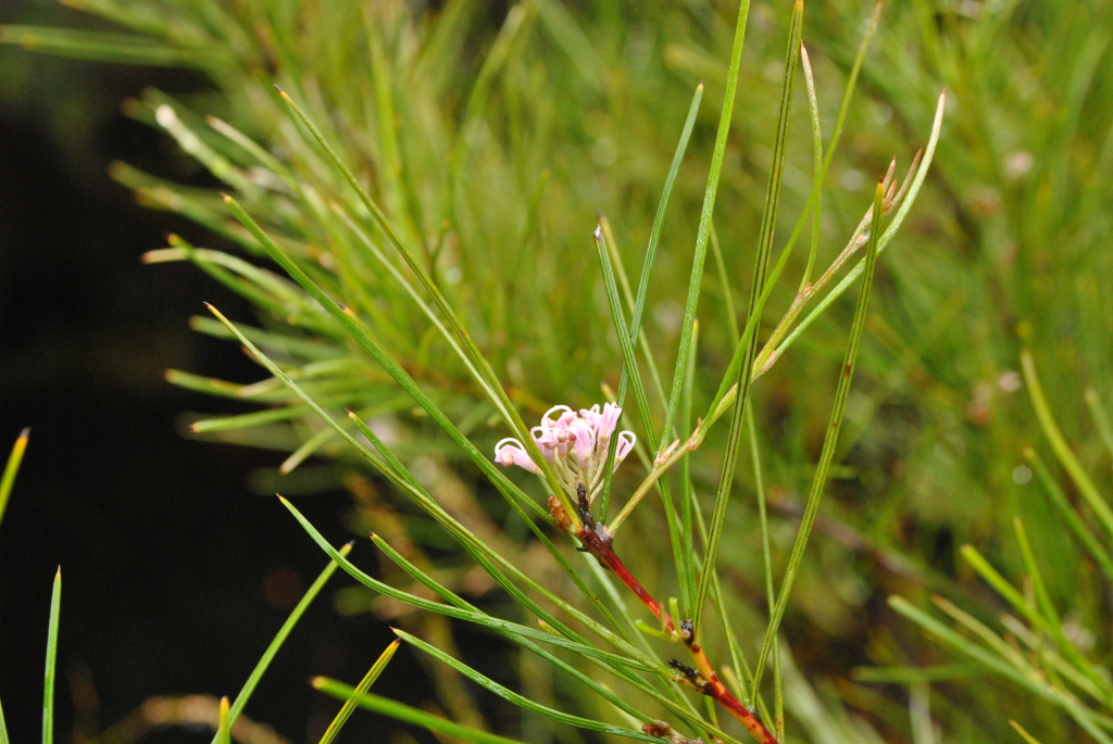 Grevillea neurophylla subsp. fluviatilis (hero image)