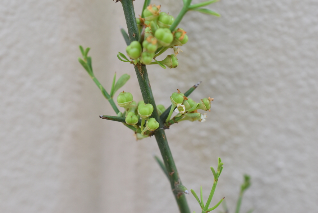 Discaria pubescens (hero image)