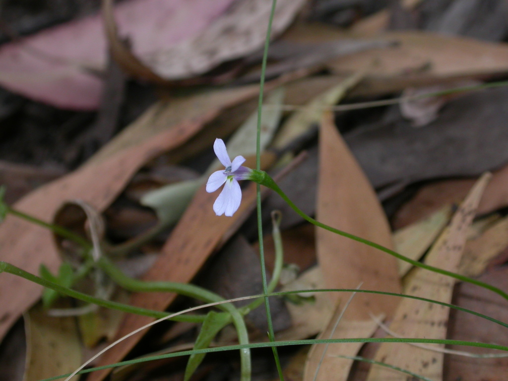 Lobelia beaugleholei (hero image)