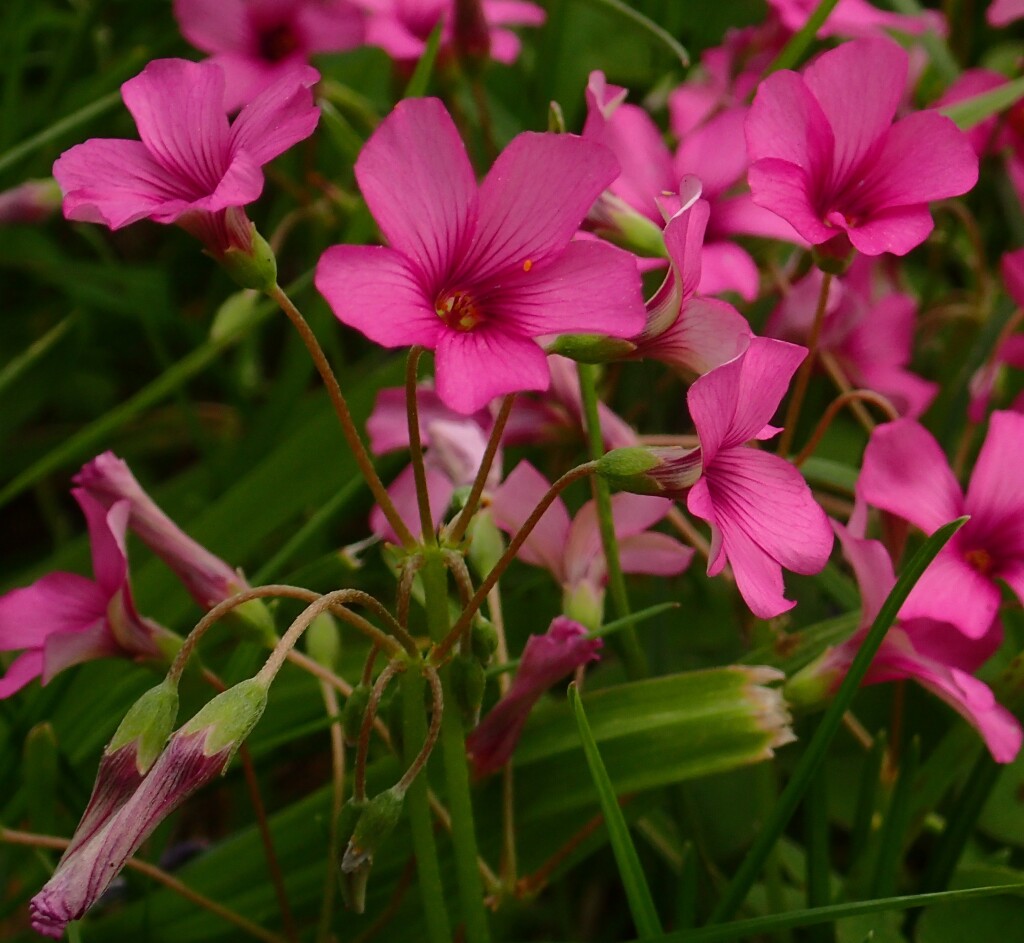 Oxalis articulata (hero image)