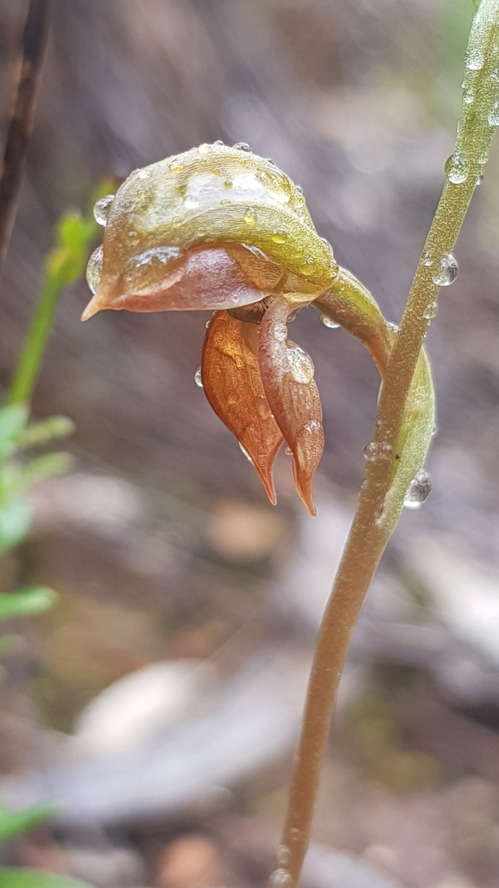 Pterostylis squamata (hero image)