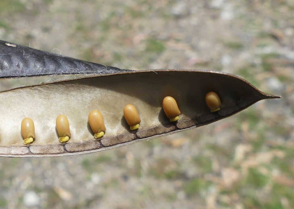 Cytisus scoparius (hero image)