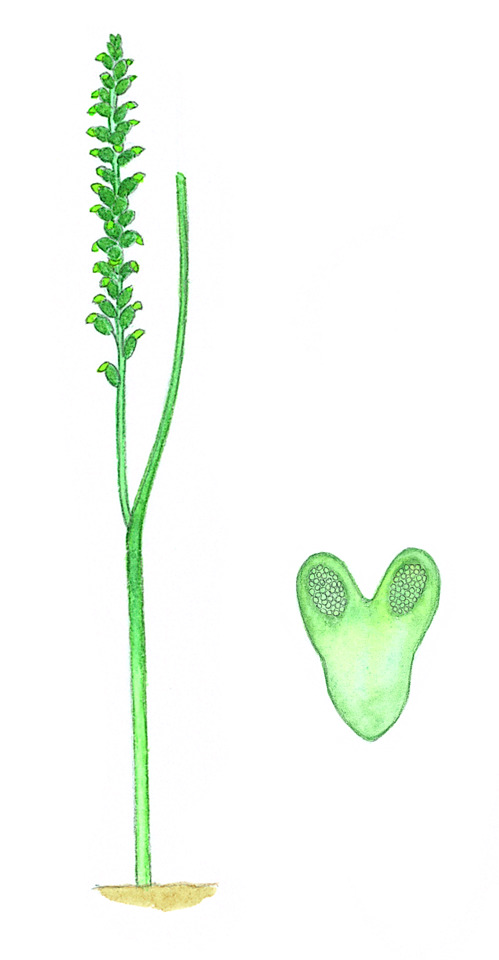 Microtis parviflora (hero image)