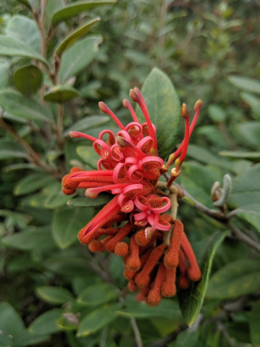 Grevillea callichlaena (hero image)