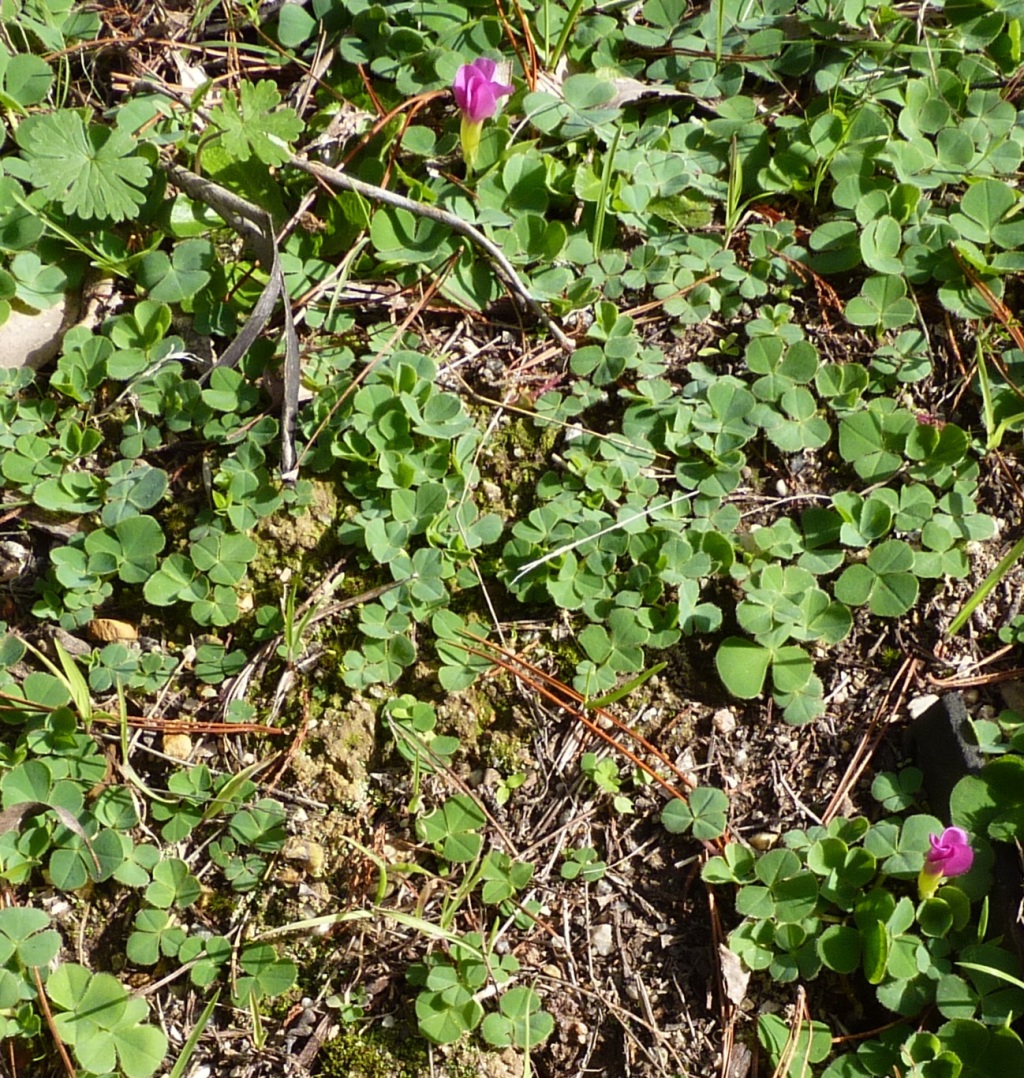 Oxalis purpurea (hero image)