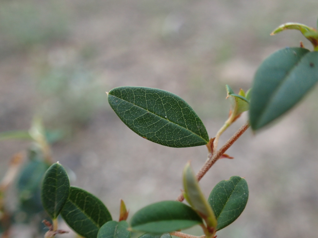 Pomaderris andromedifolia subsp. andromedifolia (hero image)