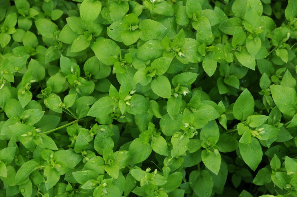 Stellaria (hero image)