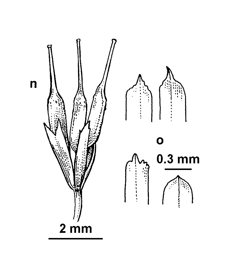 Althenia cylindrocarpa (hero image)