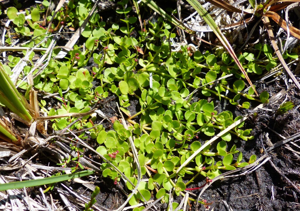 VicFlora: Gonocarpus micranthus