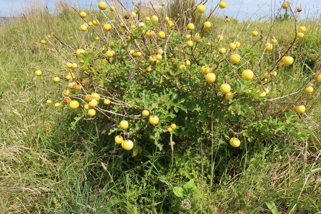 Solanum linnaeanum (hero image)