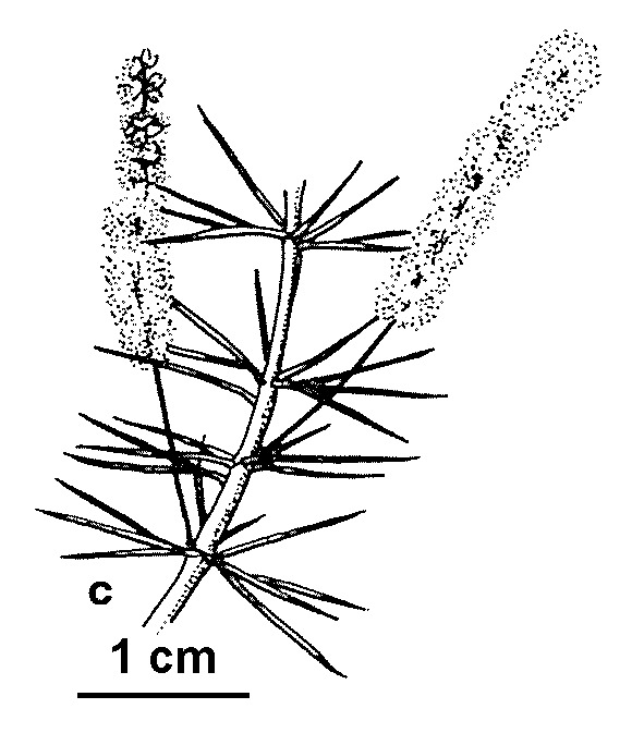 Acacia verticillata subsp. cephalantha (hero image)