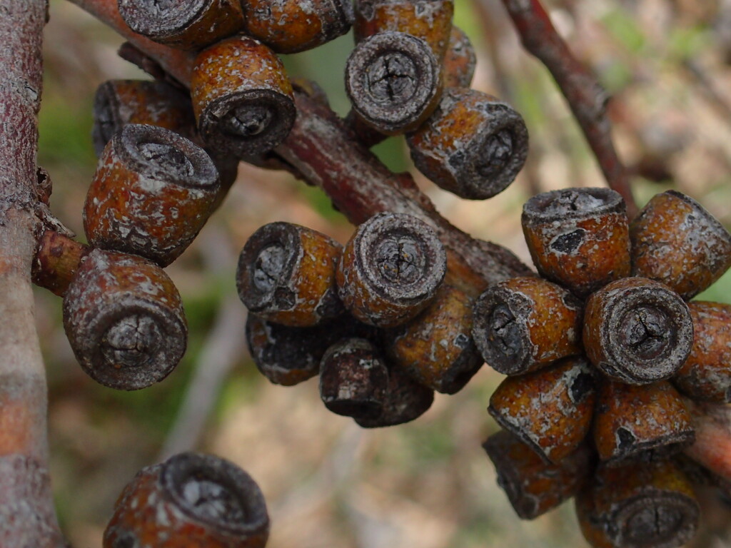 Eucalyptus goniocalyx subsp. goniocalyx (hero image)