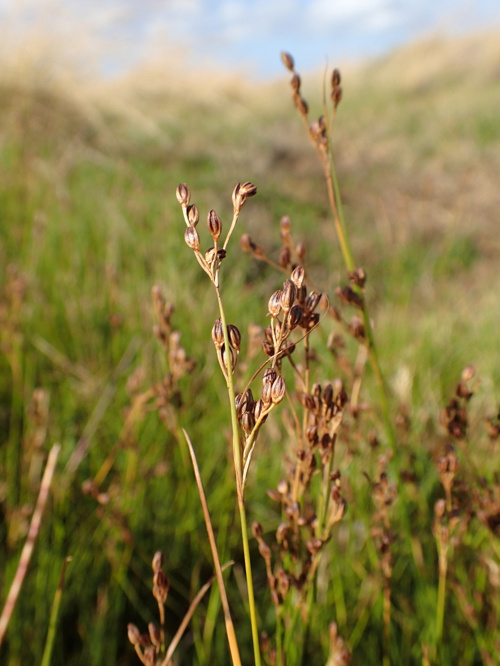 Juncaceae (hero image)