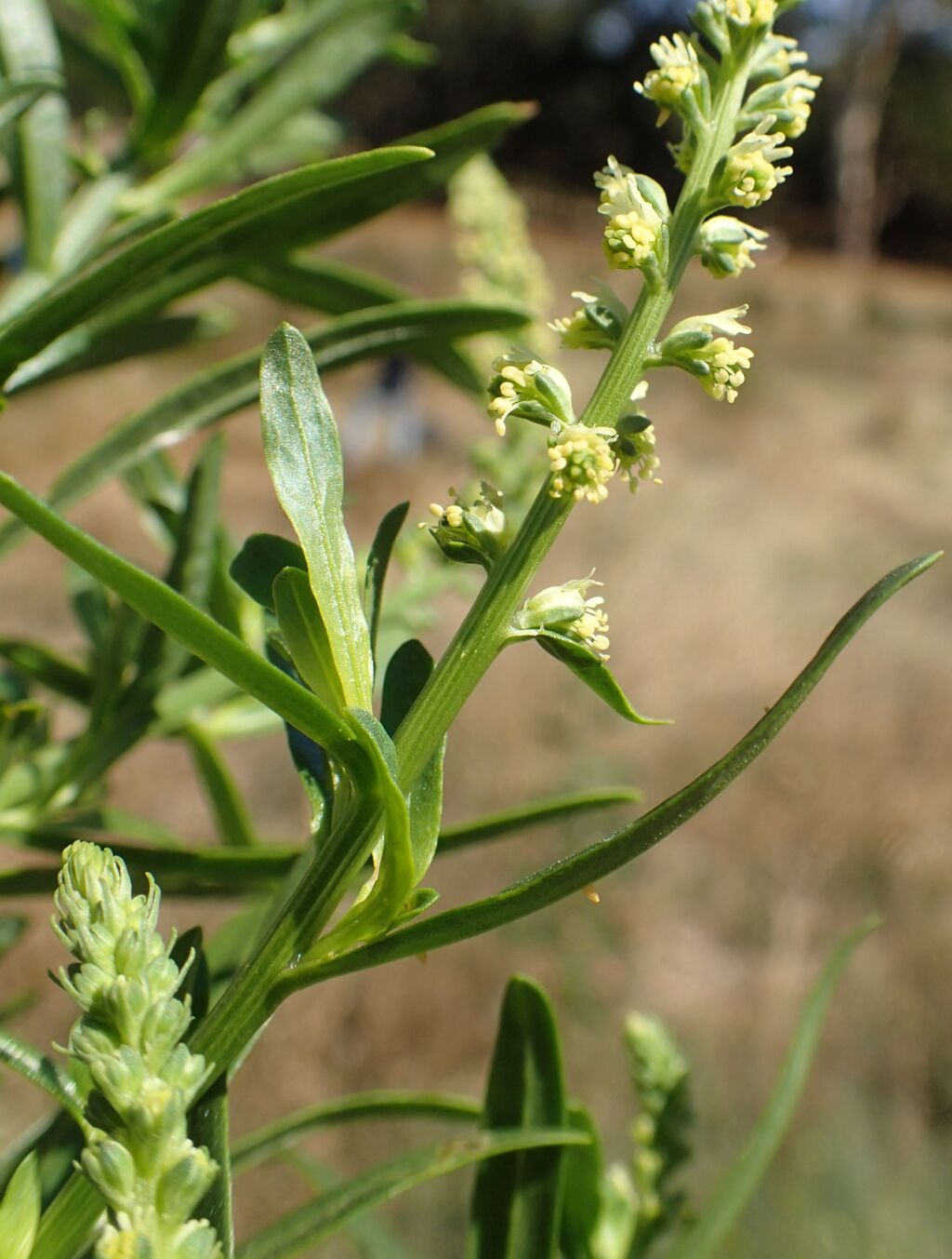 Reseda luteola (hero image)