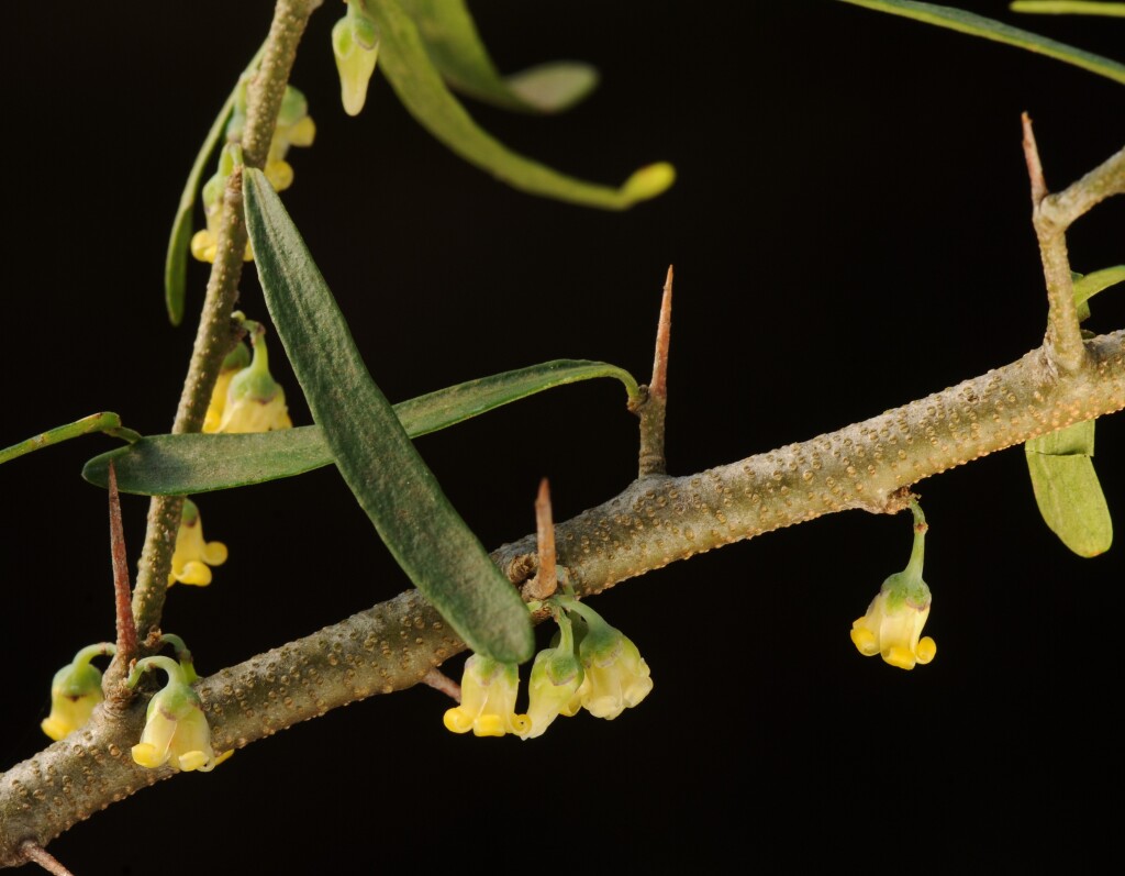 Melicytus (hero image)