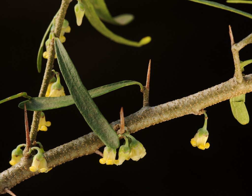 Melicytus dentatus (hero image)