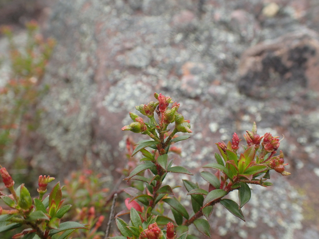Leionema lamprophyllum subsp. lamprophyllum (hero image)