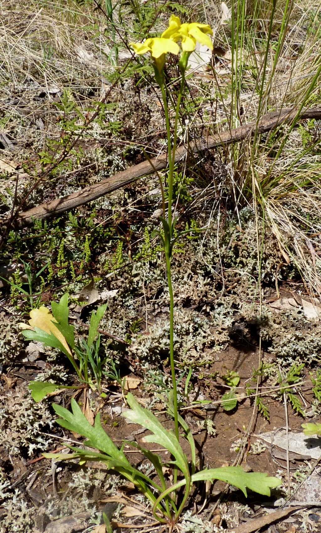 Goodenia pinnatifida (hero image)