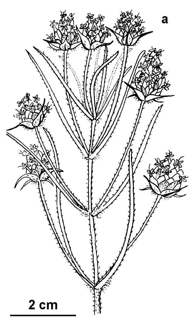 Plantago arenaria (hero image)