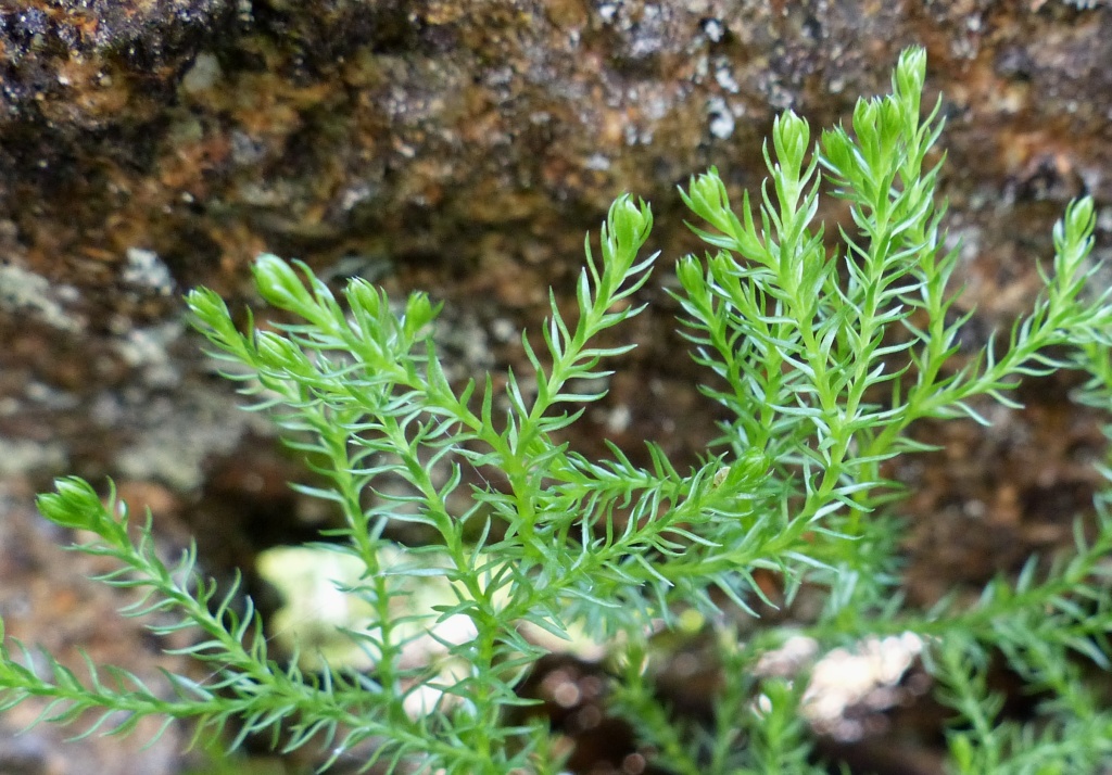 Lycopodium fastigiatum (hero image)