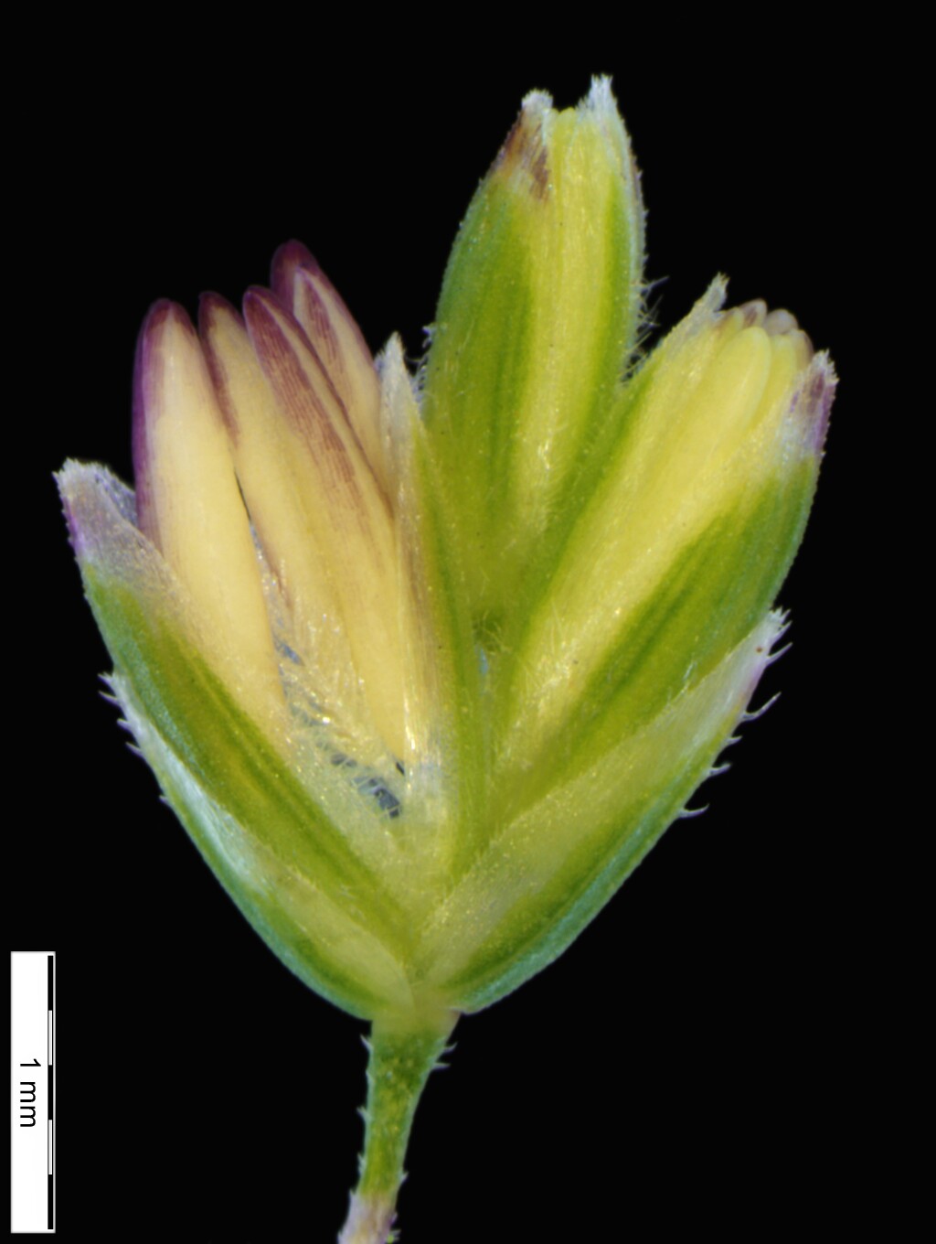 Poa sieberiana var. hirtella (hero image)