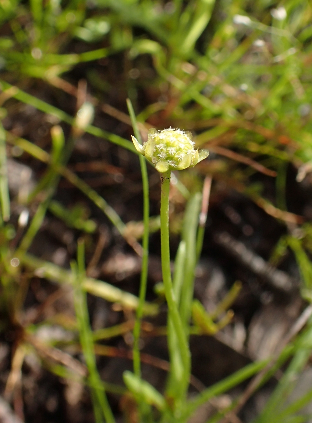 Brachyscome readeri (hero image)