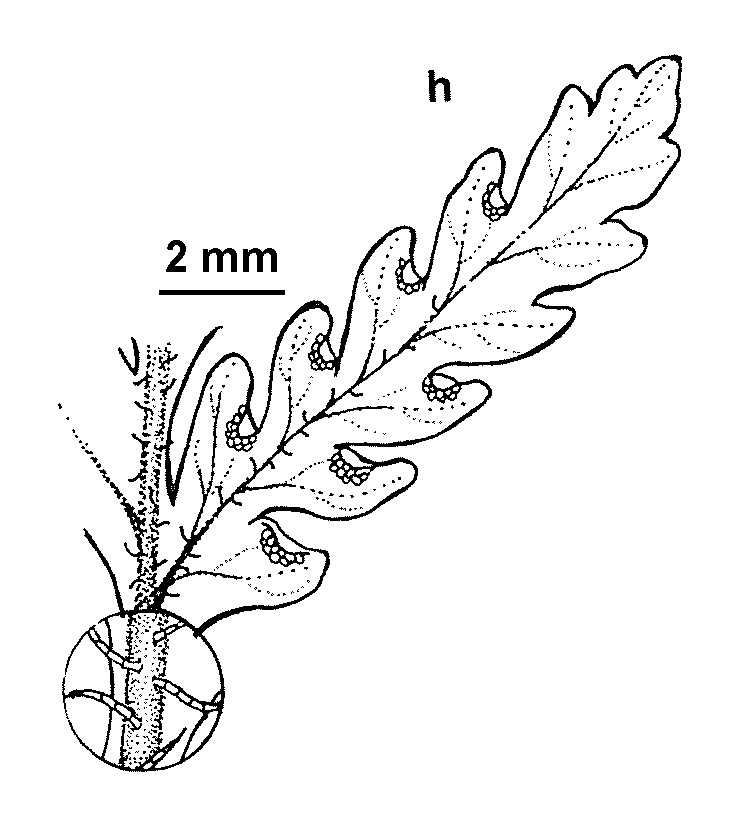 Hypolepis elegans (hero image)