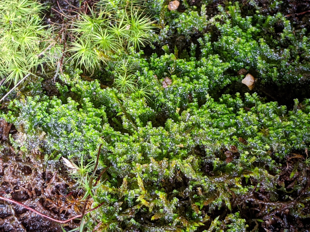 Scapaniaceae (hero image)