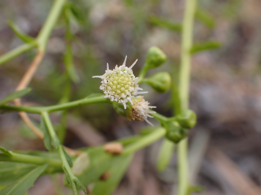 Ethuliopsis (hero image)