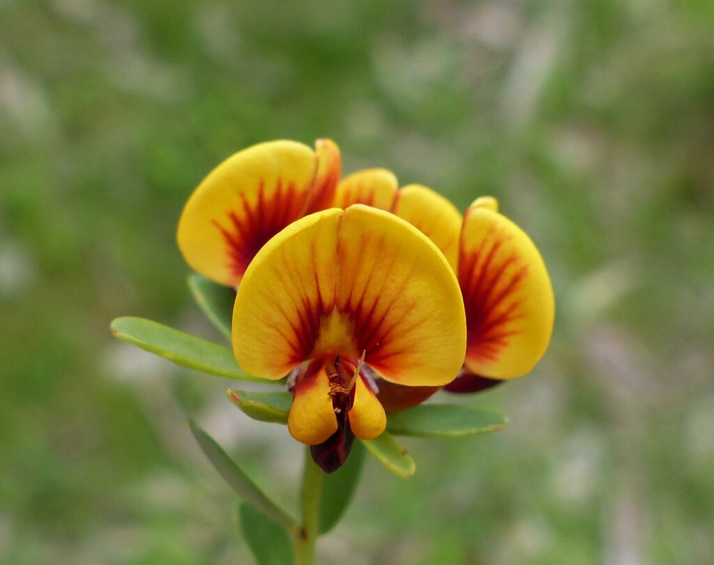 Pultenaea platyphylla (hero image)