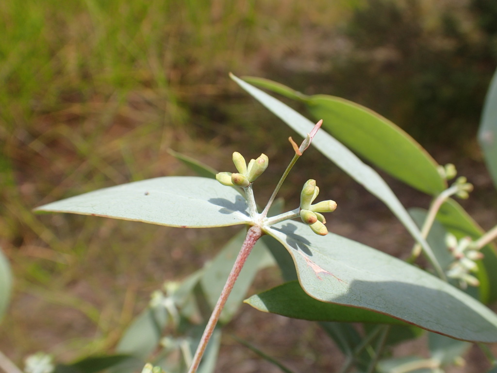 Eucalyptus cephalocarpa (hero image)